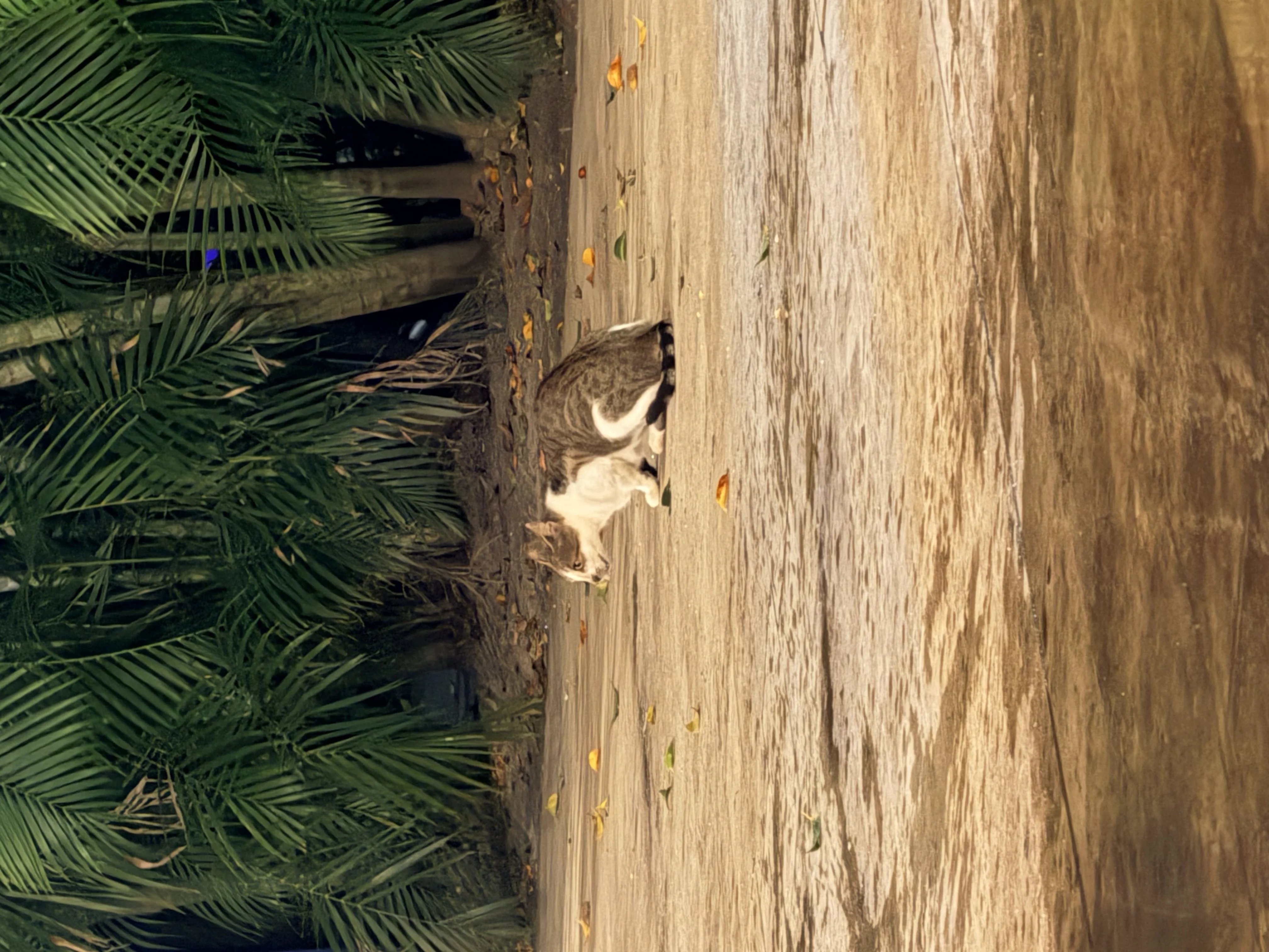 El Faro Beach Club - 4